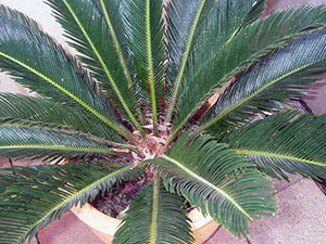 Cicas palm