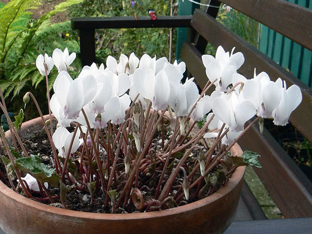 Cyclamen i en gryte