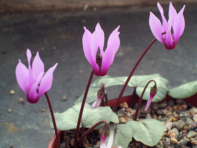 Cyclamen plante