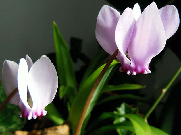 Cyclamen blomst