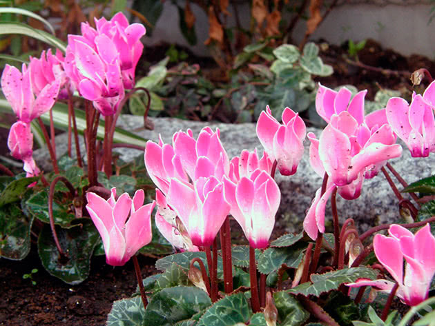 Cyclamens