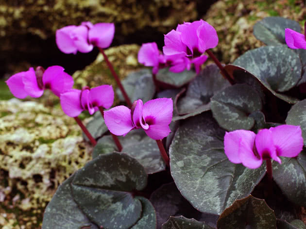 Cyclamen europeisk eller alpin fiolett