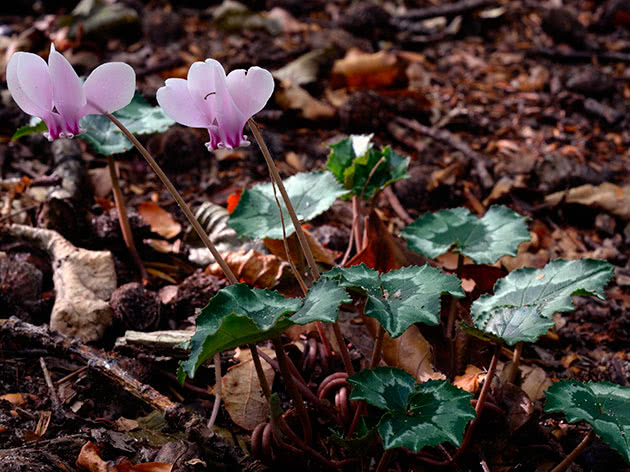 Cyclamen persisk eller dryakva