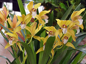 Orhideja Cymbidium