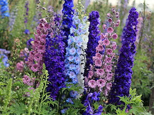 Cvijet Delphinium (larkspur ili larkspur)