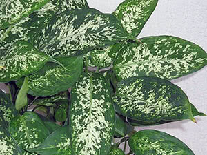 Dieffenbachia-blomst