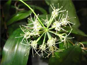 Dracaena blomstrer