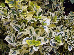 Hage euonymus