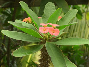 Euphorbia Mile diff. skinnende