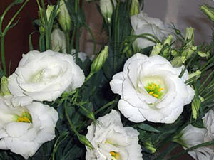 Eustoma blomst