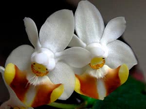 Vanning Phalaenopsis