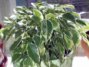 Ficus Benjamins blader faller