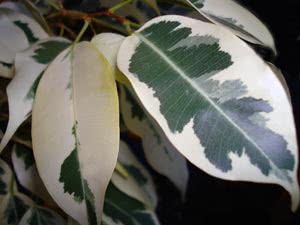 Ficus benjamin - blader faller. Hvorfor