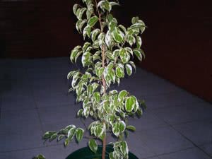 Hvorfor Benjamins ficusblader faller. Årsaker