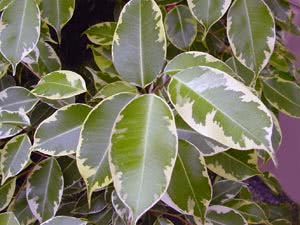 Ficus omsorg hjemme