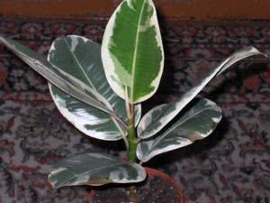 Ficus omsorg hjemme