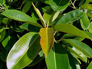 Ficus gummiblomst