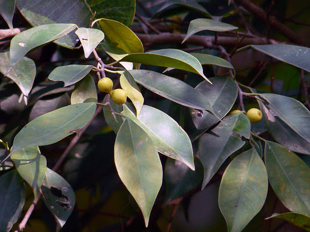 Ficus Benjamin Leaves