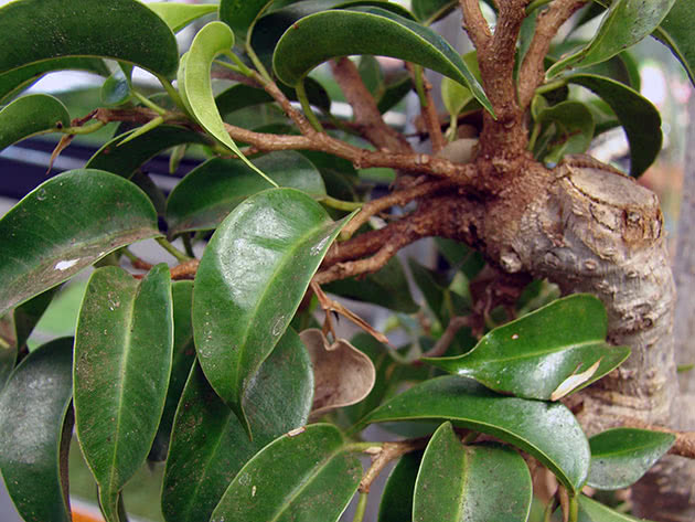 Voksende ficus Benjamin hjemme