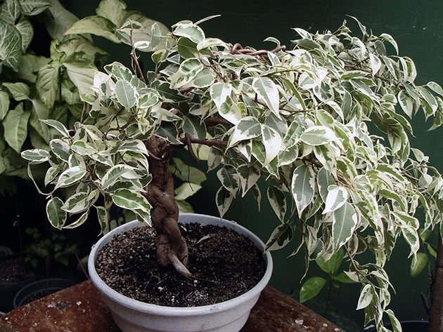 Ficus Benjamin i en gryte hjemme