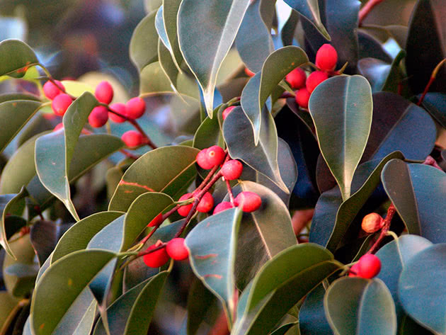 Ficus Benjamin bær