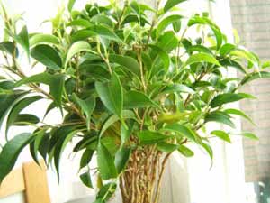 Ficus Benjamin