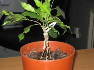 Ficus veving