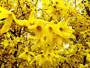 Forsythia busk