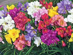 Freesia blomst (Freesia)