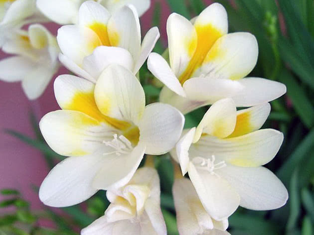 Freesia hybrid