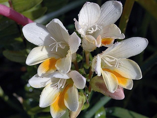 Freesia hvit