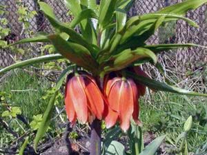 Fritillaria blomst