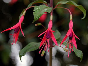 Fuchsia blomst