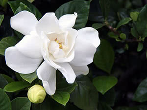 Hjem gardenia