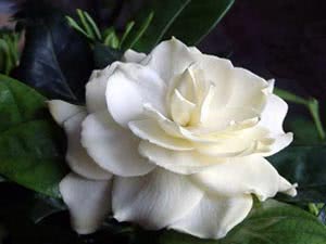 Gardenia jasmin