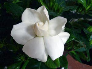 Gardenia hjemmetjeneste