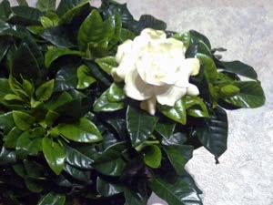 Gardenia hjemme