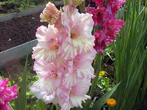 Gladiolus-blomst