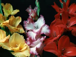 Landing gladiolus