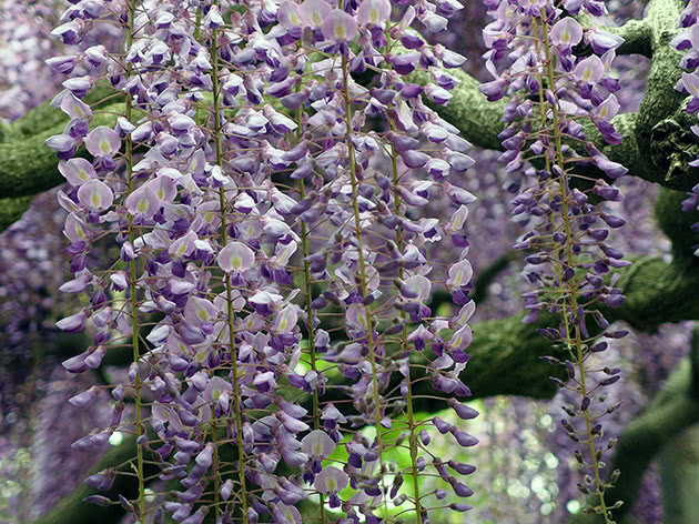 Wisteria roślin