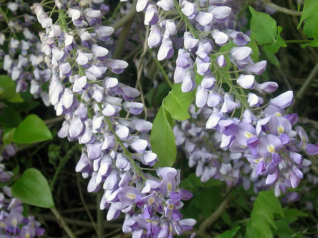 Blomstrende blåregn