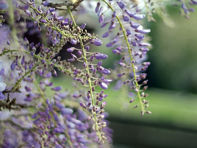 Wisteria chińska / Wisteria chinensis