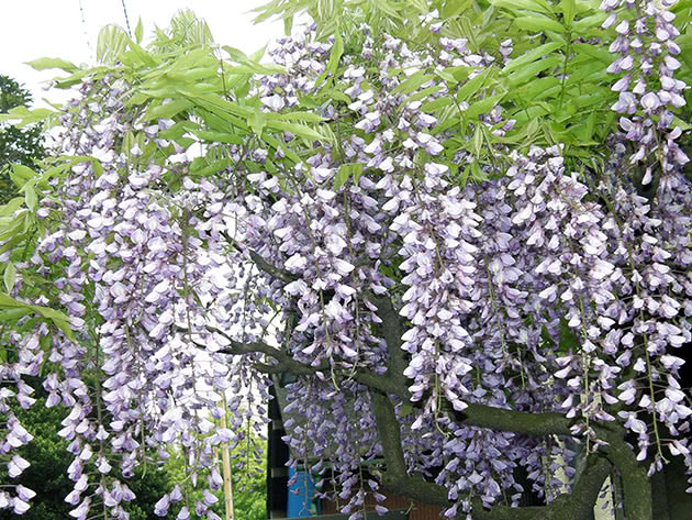 Wisteria voldsomt, eller flerblomstret / Wisteria floribunda