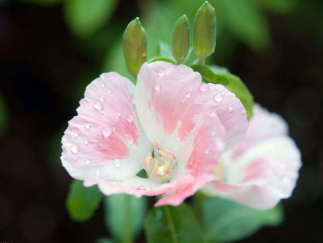 Godetia blomster