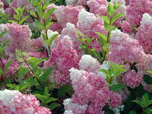 Hortensia paniculata