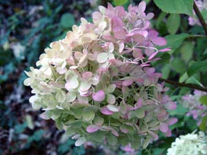 Hydrangea paniculata - planting