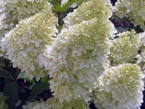 Hydrangea paniculata - njega