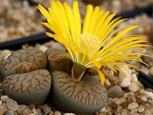 Lithops