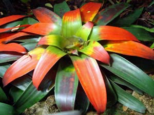 Guzmania blomst