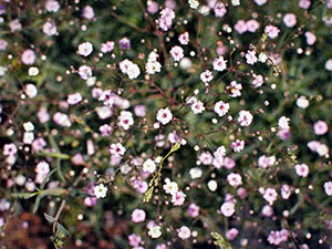 Gypsophila blomster